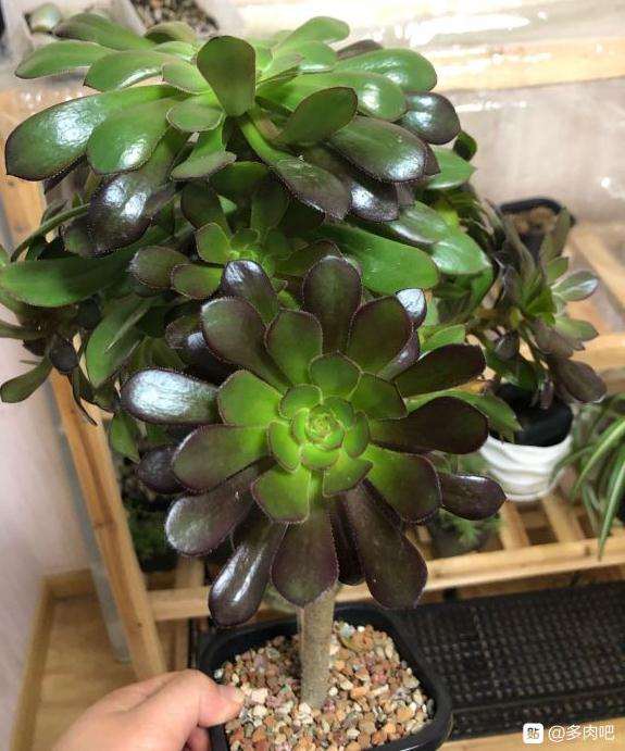 为什么养法师多肉最好用70%颗粒土