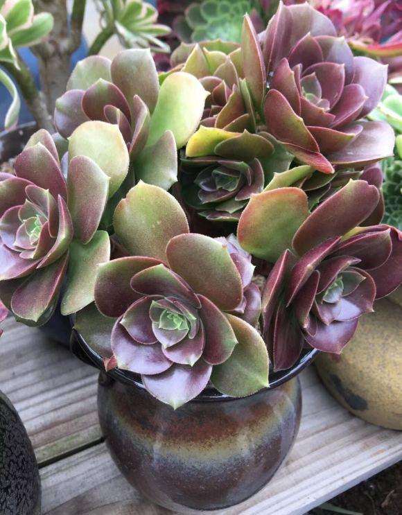 这个是什么法师多肉吗