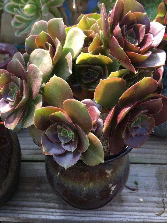 这个是什么法师多肉吗