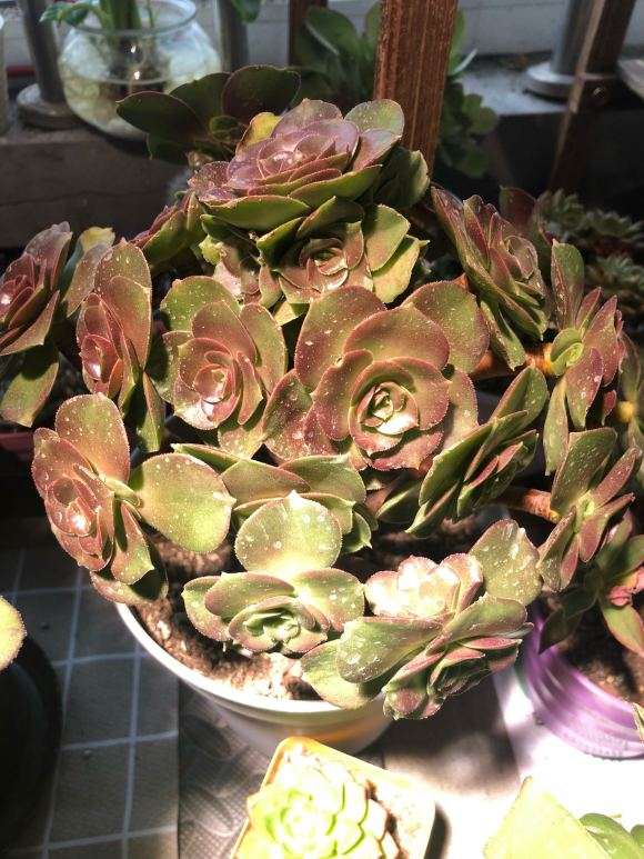 韶羞法师多肉怎么控养的方法