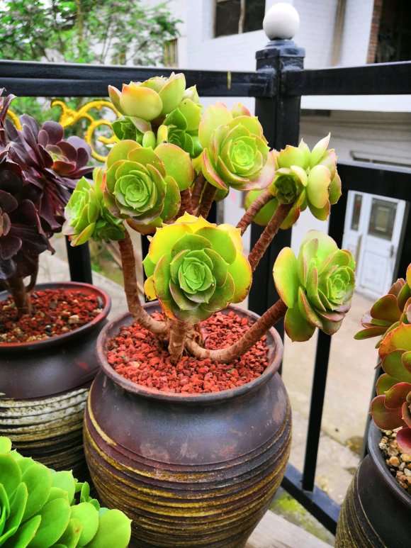 直播说这是玫瑰金法师多肉