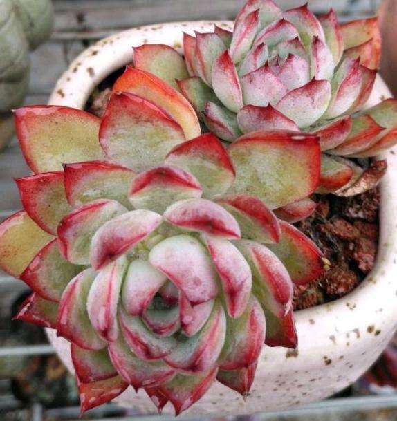 为什么你们的法师多肉都喜欢修根