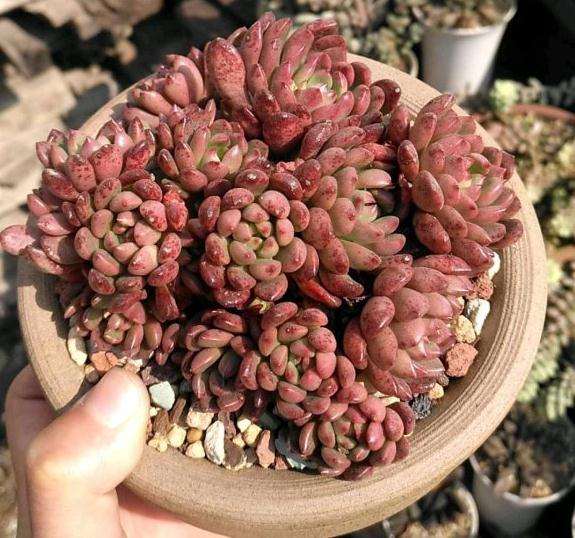 为什么你们的法师多肉都喜欢修根