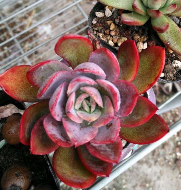 为什么你们的法师多肉都喜欢修根