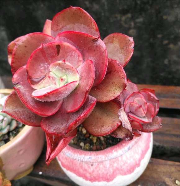 为什么你们的法师多肉都喜欢修根