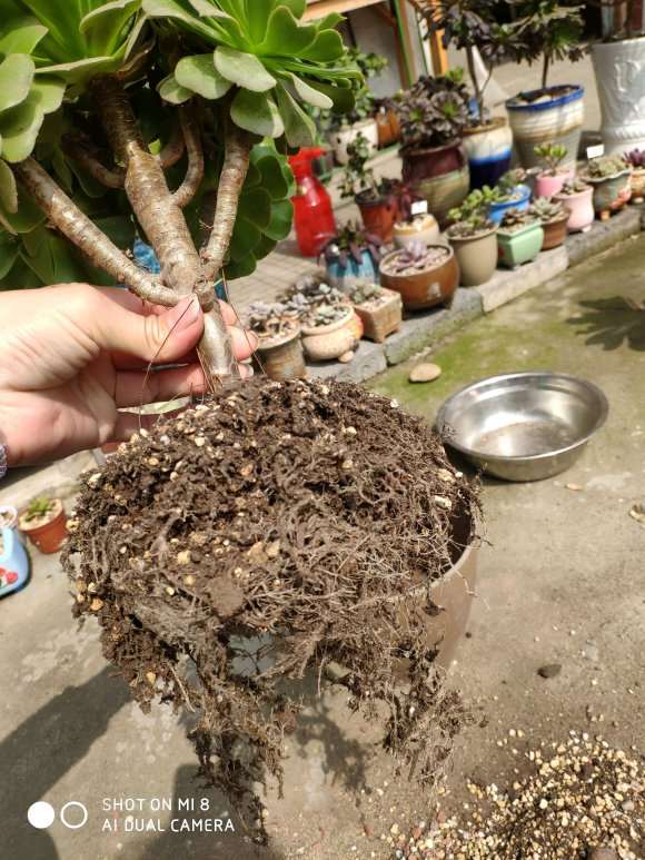 为什么全颗粒的法师多肉发根超级慢