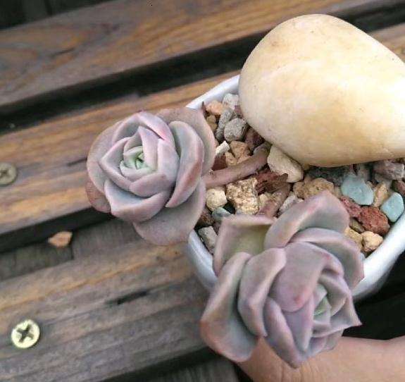 我用颗粒种法师多肉