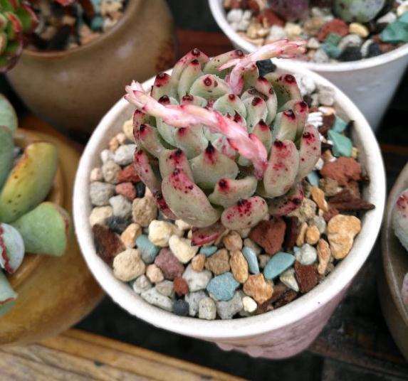 法师多肉是用颗粒土 还是园土 图片