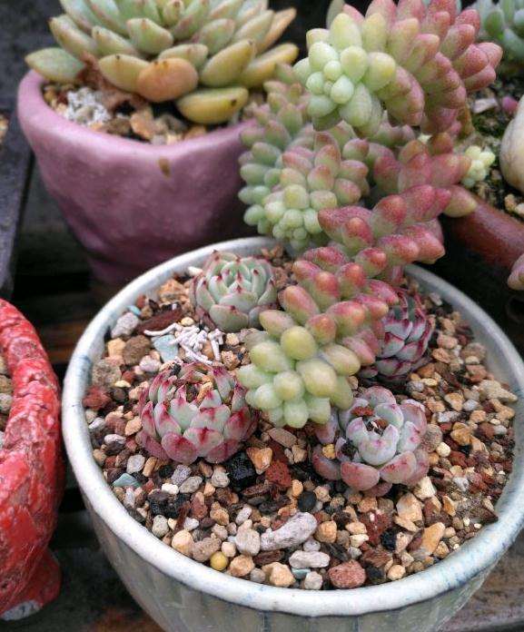 法师多肉是用颗粒土 还是园土 图片