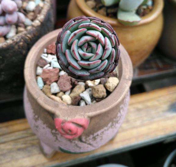 控养的小姬莲多肉 叶子开始舒展了