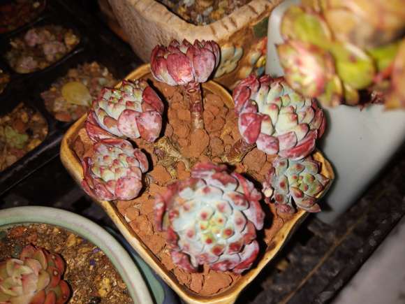 这些是多肉修根后