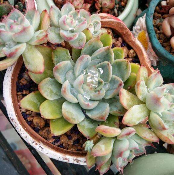 这些是直接种下没修根的多肉