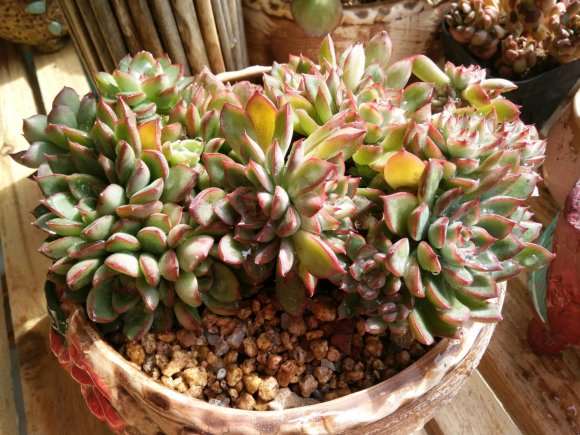 这些是直接种下没修根的多肉