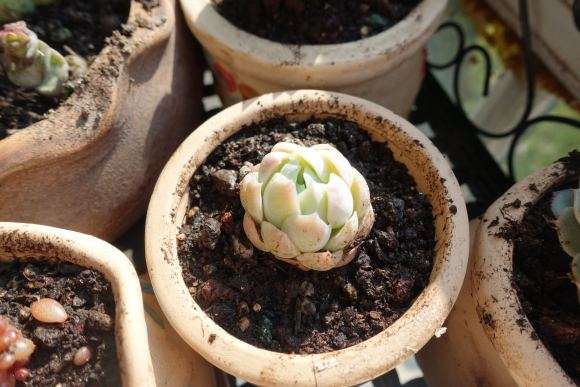 多肉土用多少颗粒比较好