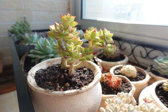 多肉土用多少颗粒比较好