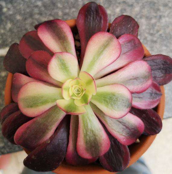 这是美杜莎法师多肉