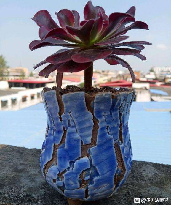 刚接回家的新法师多肉