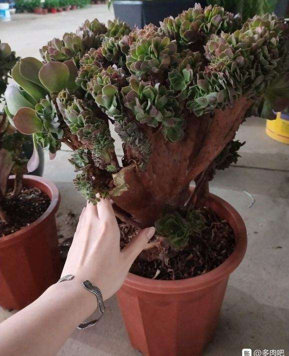 花鸟市场 法师多肉