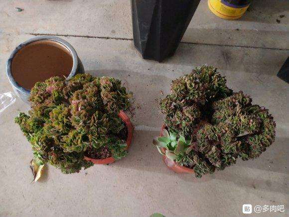 花鸟市场 法师多肉