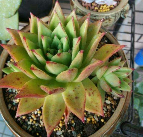 口红多肉养了大半年