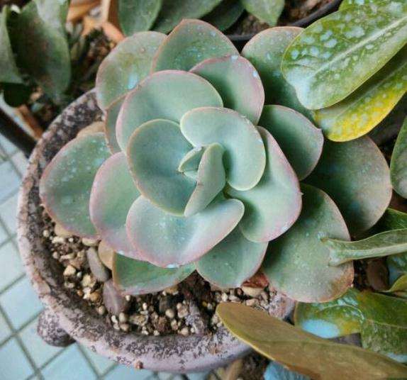 口红多肉养了大半年