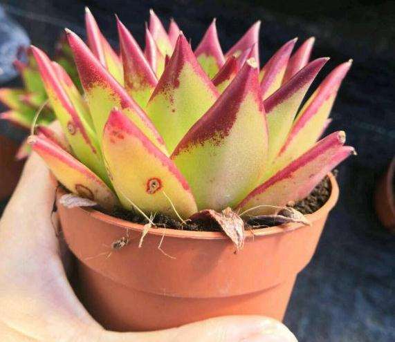 大量出售口红多肉