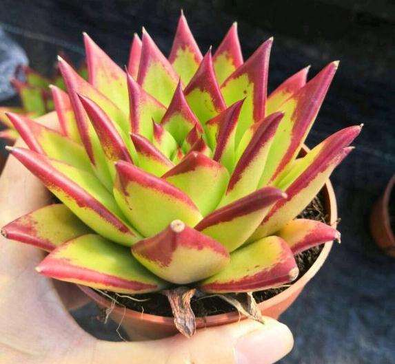 大量出售口红多肉