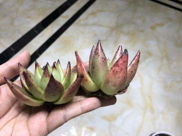 大量出售口红多肉