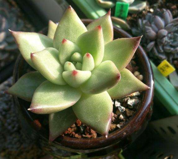 我的口红多肉终于出状态了