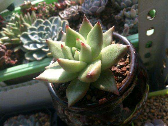 我的口红多肉终于出状态了