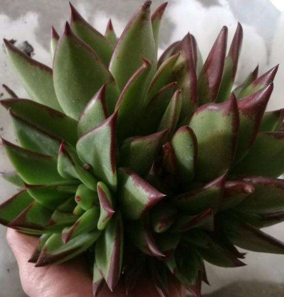 口红多肉多少价钱