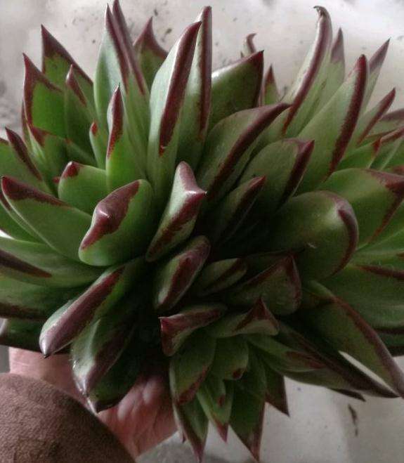 口红多肉多少价钱