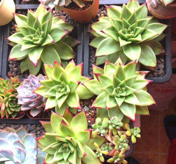 口红多肉能摊成这样了