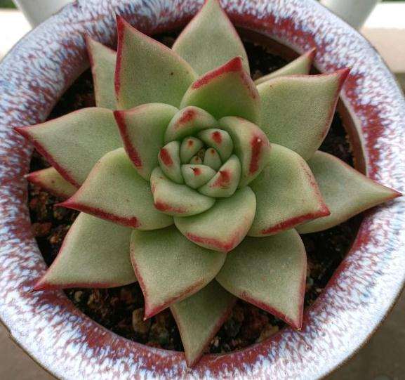 这是口红多肉吗 很像乌木 怎么办 图片