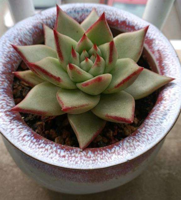 这是口红多肉吗 很像乌木 怎么办 图片