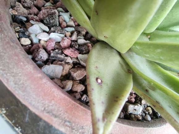 我的口红多肉 怎么办 是什么病