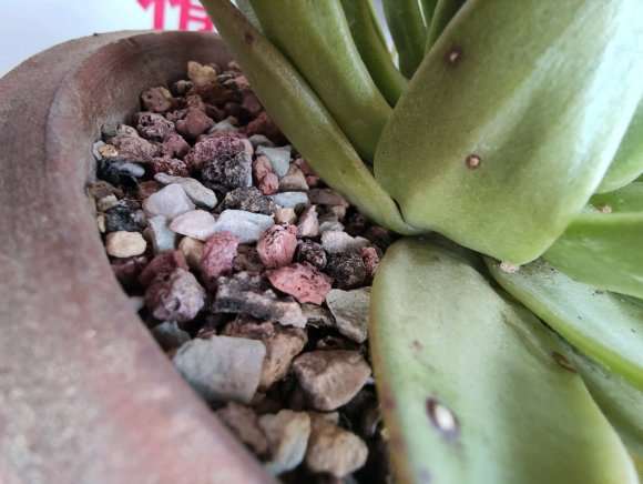 我的口红多肉 怎么办 是什么病