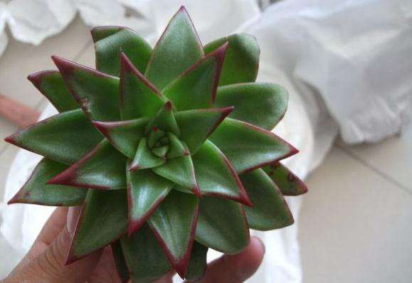 我露养的口红多肉