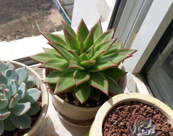 我露养的口红多肉