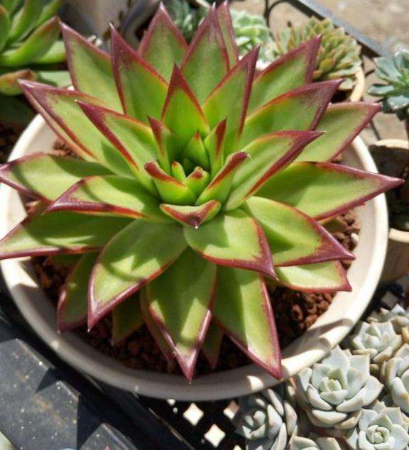 我露养的口红多肉