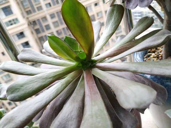 夏天黑腐砍头后插杆的欧紫法师 图片