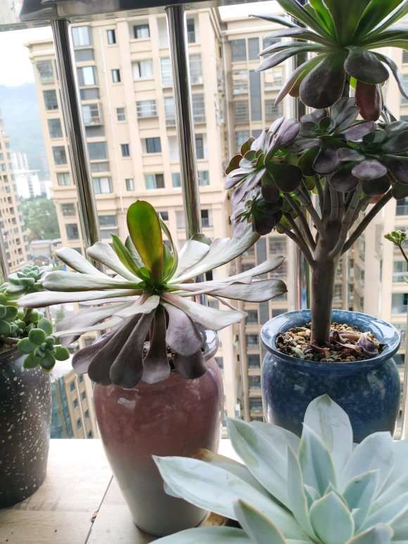 夏天黑腐砍头后插杆的欧紫法师 图片