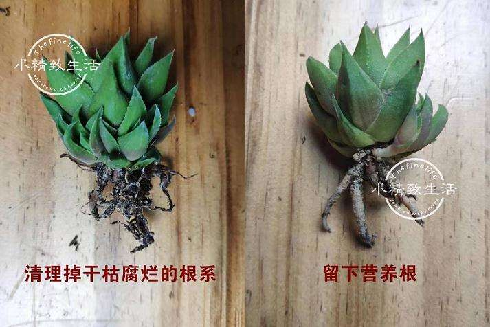 法师多肉修根晾了一天 浇水烂叶子好多
