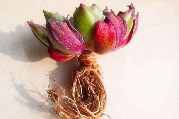 法师多肉修根晾了一天 浇水烂叶子好多