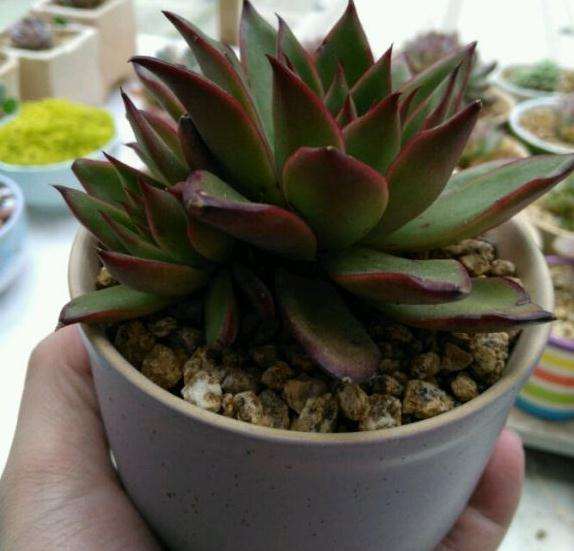 这颗到底是口红多肉