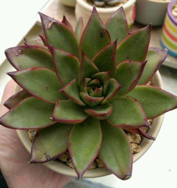 这颗到底是口红多肉