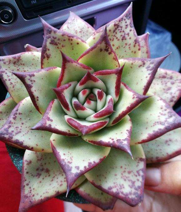 乌木和口红多肉差别在哪