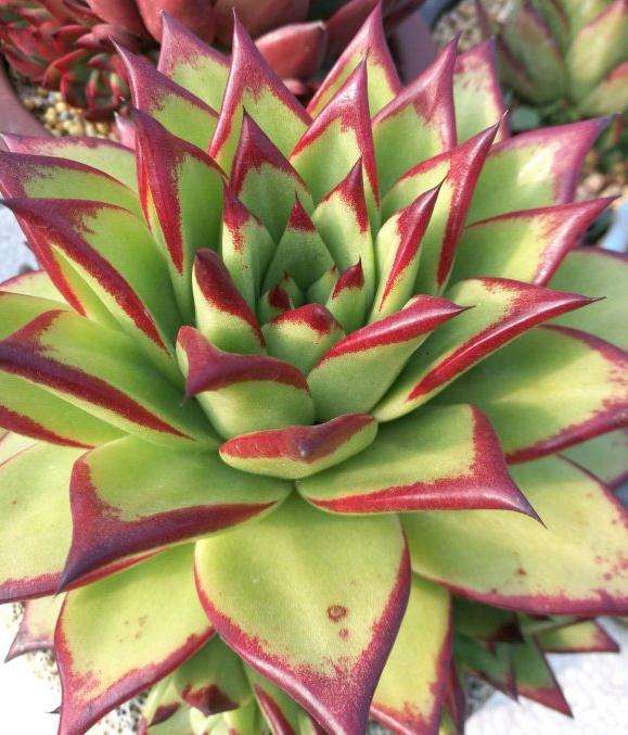 乌木和口红多肉差别在哪