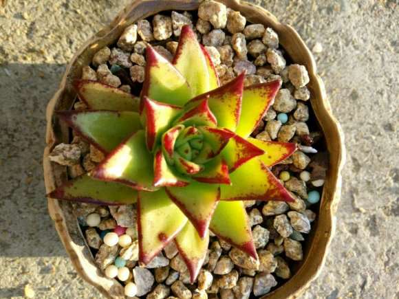 这三个是口红多肉吗 怎么区别