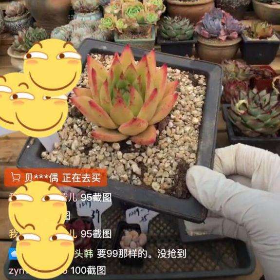 这三个是口红多肉吗 怎么区别